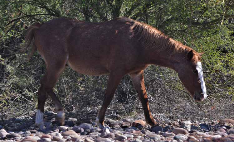 horses